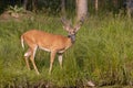 White- tailed male deer Royalty Free Stock Photo