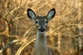 White Tailed Mule Deer