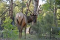 White-tailed mule deer (Odocoileus virginianus) in Yosemite National Park Royalty Free Stock Photo