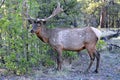 White-tailed mule deer (Odocoileus virginianus) in Yosemite National Park Royalty Free Stock Photo