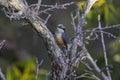 White-tailed nuthatch, Sitta himalayensis, Mukteshwar, Uttara hand, India