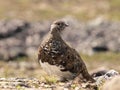 White tailed ptarmigan Royalty Free Stock Photo