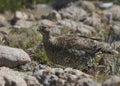 White-tailed Ptarmigan breeding female lagopus leucura