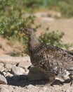 White-tailed Ptarmigan breeding female