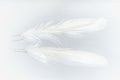 White Tailed Ptarmigan Feathers