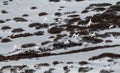 White-tailed Ptarmigans Flying in the Rocky mountains of Colorado