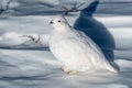 White-tailed Ptarmigan Hiding in Plain Sight