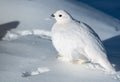 White-tailed Ptarmigan Hiding in Plain Sight