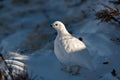 A White-tailed Ptarmigan in the Snowy Rocky Mountain High Country Royalty Free Stock Photo
