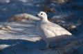 A White-tailed Ptarmigan in the Snowy Rocky Mountain High Country Royalty Free Stock Photo