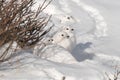 A Flock of White-tailed Ptarmigans Resting Near Their Made Trail in a Snowfield Royalty Free Stock Photo