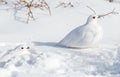 White-tailed Ptarmigans in a Snowy Meadow in the Colorado Rocky Mountains Royalty Free Stock Photo