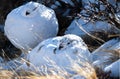 White-tailed Ptarmigans in Winter Plumage Royalty Free Stock Photo