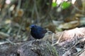 White-tailed Robin