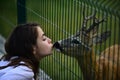 White-tailed roe in zoo cage. Deer bambi and wild animals concept. Girl feeds a fawn carpeolus in park. Royalty Free Stock Photo