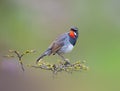 White-tailed Rubythroat