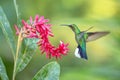 White-tailed sabrewing hovering next to pink flower, bird in flight, caribean tropical forest, Trinidad and Tobago Royalty Free Stock Photo