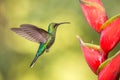 White-tailed sabrewing hovering next to pink mimosa flower, bird in flight, caribean tropical forest, Trinidad and Tobago Royalty Free Stock Photo