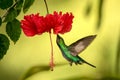 White-tailed sabrewing hovering next to red ibiscus flower, bird in flight, caribean tropical forest, Trinidad and Tobago Royalty Free Stock Photo