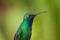 White-tailed sabrewing sitting, portrait of bird, caribean tropical forest, Trinidad and Tobago Royalty Free Stock Photo