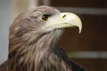 White tailed sea eagle Royalty Free Stock Photo