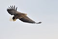 White tailed Sea eagle. Royalty Free Stock Photo