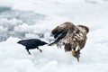 White tailed Sea eagle with Crow Royalty Free Stock Photo