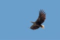 A white-tailed sea eagle in flight against clear, blue sky.