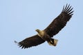 White-tailed Sea Eagle in flight.
