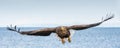 White-tailed sea eagle in flight, spreading wings. Front view. Scientific name: Haliaeetus albicilla, also known as the ern,