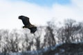 White tailed sea eagle in flight. Winter background. Royalty Free Stock Photo