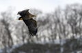 White tailed sea eagle in flight. Winter background. Royalty Free Stock Photo