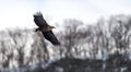 White tailed sea eagle in flight. Winter background. Royalty Free Stock Photo