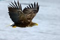 White tailed sea eagle Royalty Free Stock Photo