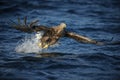 White-tailed sea eagle Royalty Free Stock Photo