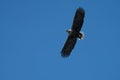 White Tailed Sea Eagle Haliaeetus albicilla in flight Royalty Free Stock Photo