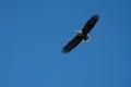 White Tailed Sea Eagle Haliaeetus albicilla in flight Royalty Free Stock Photo
