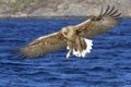 White-tailed Eagle in flight Royalty Free Stock Photo