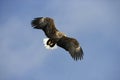 White-tailed sea-eagle, Haliaeetus albicilla Royalty Free Stock Photo