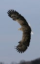 White-tailed sea-eagle, Haliaeetus albicilla Royalty Free Stock Photo