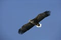 White-tailed sea-eagle, Haliaeetus albicilla Royalty Free Stock Photo