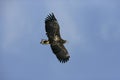 White-tailed sea-eagle, Haliaeetus albicilla Royalty Free Stock Photo