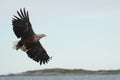 White tailed sea eagle