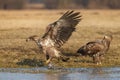 White-tailed sea eagle snatching a fish Royalty Free Stock Photo