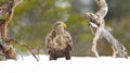 White-tailed sea eagle standing in snow in winter Royalty Free Stock Photo