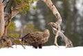 White-tailed sea eagle standing in snow in winter Royalty Free Stock Photo