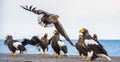 White tailed sea eagle and Steller`s sea eagles. Scientific name: Haliaeetus pelagicus,Haliaeetus albicilla.