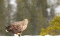 White-tailed sea eagle walking on snow in winter Royalty Free Stock Photo