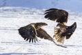 White-tailed Sea Eagle White-tailed Sea Eagles in Fight.