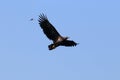 White-tailed Sea Eagle &#x28;Haliaeetus Albicilla&#x29; Norway
